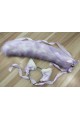 Lavender & White Cat set