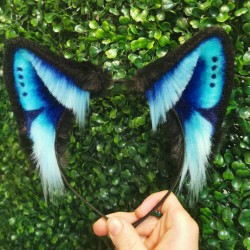 Blue Butterfly Fox Ears